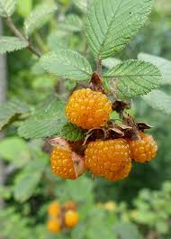Image result for Rubus ellipticus