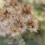 Image result for Pluchea dioscoridis