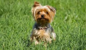 One of the best ways to spot a backyard breeder is based on the price of the puppy. Small And Beautiful Is The Yorkshire Terrier Right For You K9 Web