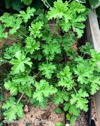 Image result for Pelargonium graveolens