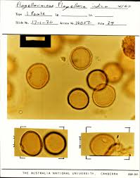 Image result for Flagellariaceae