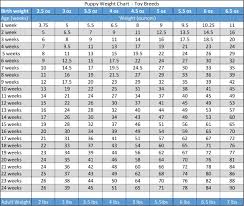 71 Most Popular Cocker Spaniel Weight Chart