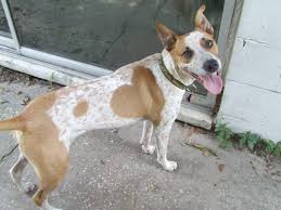 Disc dog 2016 wazee spirit award winner 2016, 2017 udc world qualifier. Wisdom Panel On Twitter Guessthebreed Answers Are In Chase Is An Australian Cattle Dog American Staffordshire Terrier Mix Http T Co 9qpqphzdgf