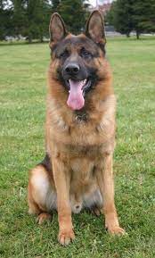 Pin On German Shepherd