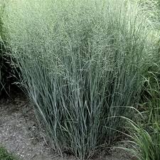 Image result for Panicum pusillum