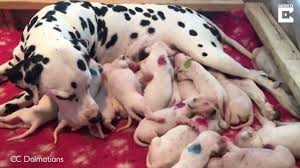 To furnish guidelines for breeders who wish to maintain the quality of their breed and to improve it; Video Meet The Real Life Perdita From 101 Dalmatians With A Record Breaking Litter Inside The Magic