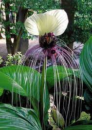 Well you're in luck, because here they come. White Bat Flower Strange Flowers Unusual Flowers Rare Flowers