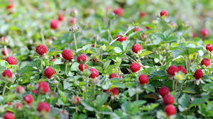 A closeup shot of a ripe indian strawberry, moscow, russia. Mock Strawberry A Useful Medicinal Herb Cgtn