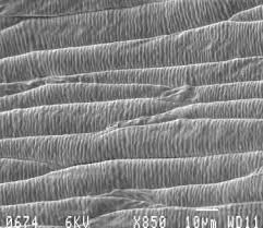 Image result for Bauhinia burrowsii