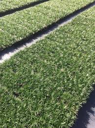Check spelling or type a new query. Dwarf Mondo Grass 10 Live Plants Shade Loving Evergreen Ground Cover Amazon In Garden Outdoors