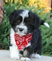 Black And White Havanese Puppy Shih Tzu Yorkie Puppies For Sale In Arkansas Posh Puppies Havanese Puppies Havanese Yorkie Puppy For Sale