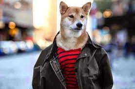 صور كلب يعرض أشهر ماركات الملابس الرجالية المدينة نيوز