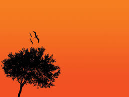 If you're in search of the best cool tree backgrounds, you've come to the right place. Orange Sky Orange Wallpaper Orange Background Orange Aesthetic