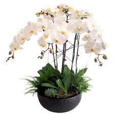 Classic Beauty But Cheap Flowers For All Occasions Flower Delivery Singapore Orchid Flower Orchids Phalaenopsis Orchid