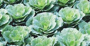 Avoid excessive heat as the plants will bolt and go to seed quickly if they are placed in a very sunny and hot area. Growing Collard Greens The Complete Guide To Plant Care And Harvest Collards