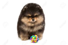 Black Pomeranian Puppy And Ball Isolated On White Background Stock Photo Picture And Royalty Free Image Image 131982788