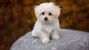 Free for commercial use no attribution required high quality images. Maltese Puppies The Ultimate Guide For New Dog Owners The Dog People By Rover Com