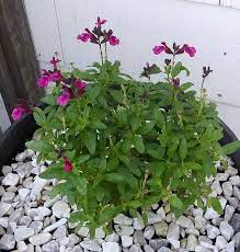 Salvia greggii mirage 'burgundy' produces bright flowers in a mix of burgundy red and magenta. Autumn Sage Salvia Greggii Mirage Burgundy In The Salvias Database Garden Org