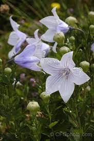Balloon Flower Or Chinese Bellflower Platycodon Grandiflorus A Summer Flowering Herbaceous Perennia Balloon Flowers Flowers Perennials Herbaceous Perennials