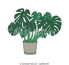 We did not find results for: Monstera Growing In Planter Tropical Plant With Large Green Leaves In Pot Exotic Potted Houseplant Isolated On White Canstock