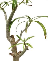 Image result for Ctenium somalense