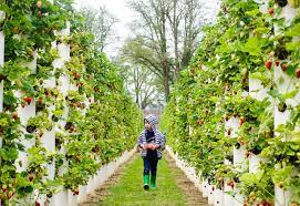 Ingin bekerja sebagai pemetik buah di australia? Kerja Di Australia Petik Buah Dan Kilang å¸–å­ Facebook
