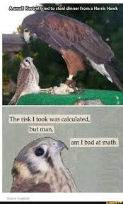 M Kestrel L Ried Lo Steal Dinner From A Harris Hawk The Risk Took Was Calculated Ifunny Animal Memes Silly Memes Cute Animal Memes