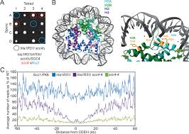 Folding of cohesins coiled coil is important for Scc24-induced  association with chromosomes | eLife