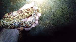Sonoran Gopher Snake Lizard Gopher Snake