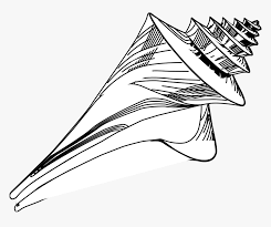 Try to search more transparent images related to conch png |. Clip Art Best Seashell Clipart Image Black And White Sea Shell Drawings Hd Png Download Kindpng