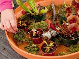 They look great, grow and change over time and above all, they host lots of interesting and beautiful carnivorous plants. Carnivorous Plants Make A Fun Garden For Kids Hgtv