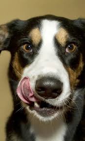 dog licking live wallpaper 6 00 free