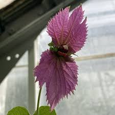 Image result for Dalechampia