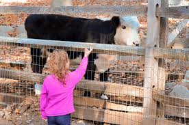 A petting zoo (also called a children's zoo, children's farm, or petting farm) features a combination of domesticated animals and some wild species that are docile enough to touch and feed. Abmas Farm Messy Memories Courtney S Sweets