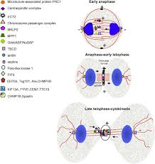 Do plant cells undergo cytokinesis. Cytokinesis And Cancer Sciencedirect