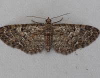 Image result for Eupithecia dodoneata