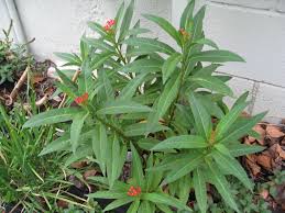 Is milkweed an invasive weed? Ask Gardenerd Pruning Back Milkweed Gardenerd