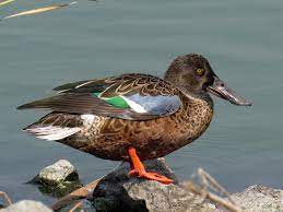 You can help atlas wiki by expanding it. Northern Shoveler Ebird