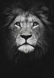 Affiche Lion Noir Et Blanc En 2020 Lion Noir Et Blanc Lion Noir Photo Noir Et Blanc A place to show a part of artworks made by le lion noir. affiche lion noir et blanc en 2020