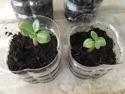 Pin On Planting Ideas