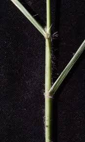 Image result for Eragrostis aspera
