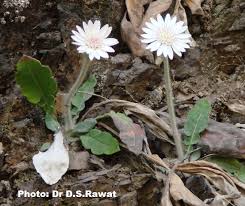 Image result for Gerbera piloselloides