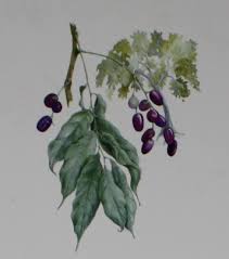 Image result for Pseudospondias