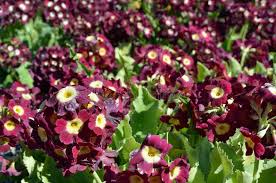Image result for Primula x pubescens