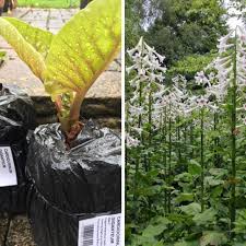 Cardiocrinum giganteum, the giant himalayan lily, is the largest species of any of the lily plants, growing up to 3.5 metres high. Cardiocrinum Giganteum Syn Lilium Giganteum Himalaicum Giant Himalayan Lily Uploaded By Davyc
