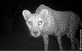 The Northwest African Cheetah Is Quite Different In Appearance From The Other African Cheetahs Its Coat Is Shorter And N Animals Animals Wild African Animals