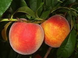 (epal) on 18th june 2021 as an online conference due to the covid 19 situation. 530 Buah Ideas In 2021 Buah Tin Ladang Musim Sejuk