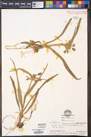 Image result for Aneilema pedunculosum