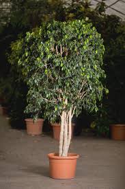 Piante verdi pendenti, vite, viti, la zona, rami png. Catalogo Di Piante Blumenland Schweiz