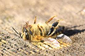 Consequently, without service, the insect population exploded, and we had a lot of black widow spiders. The Pesticide In Our Own Backyards Honey Bee Suite